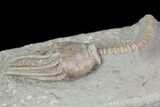 Bargain Macrocrinus Crinoid Fossil - Crawfordsville, Indiana #68477-2